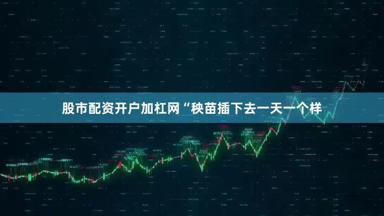 股市配资开户加杠网“秧苗插下去一天一个样